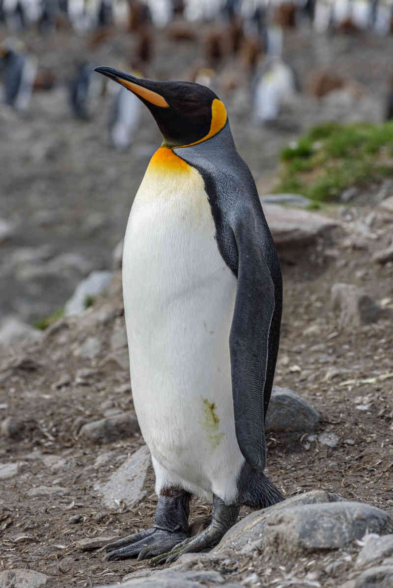 Pingüino Rey - islas Georgias del Sur 027.jpg